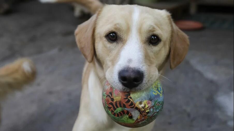 Cão com uma bola