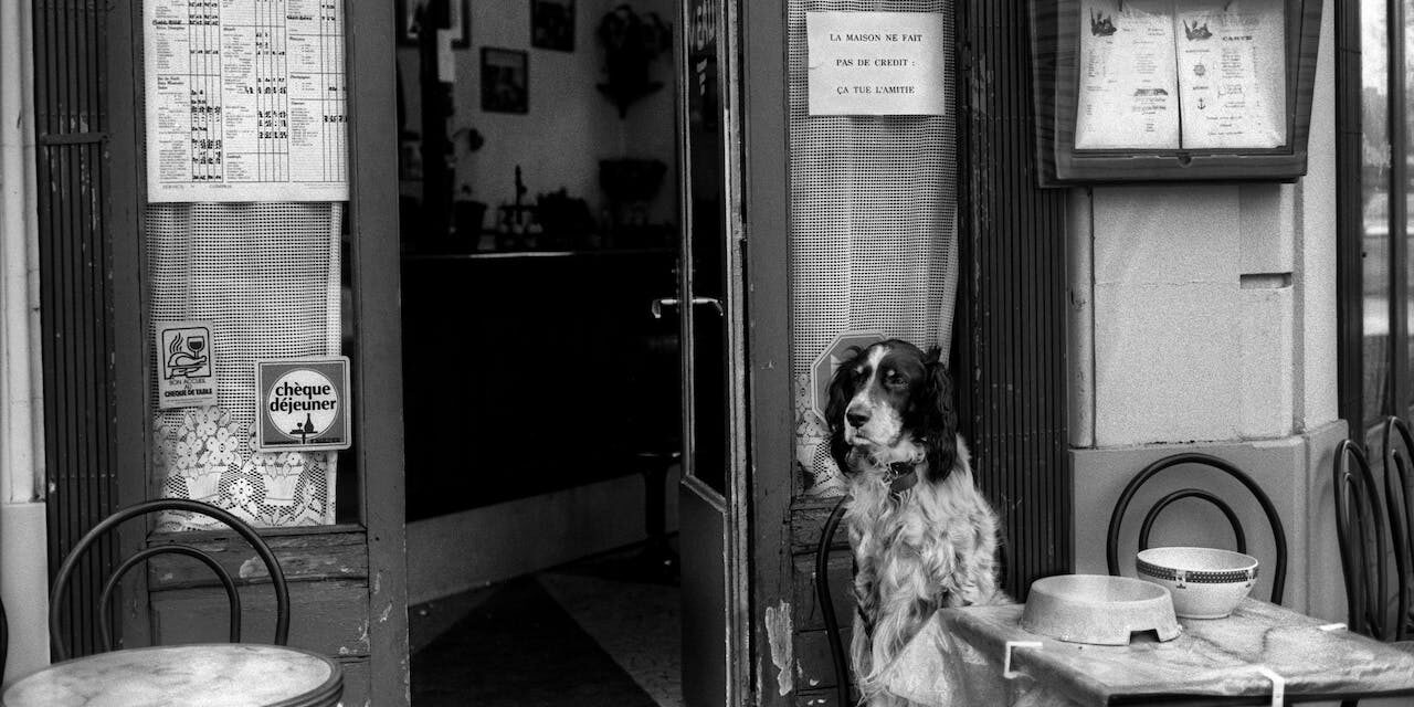 Roteiro Gastronómico Canino: descobre 5 restaurantes amigos dos animais em Lisboa