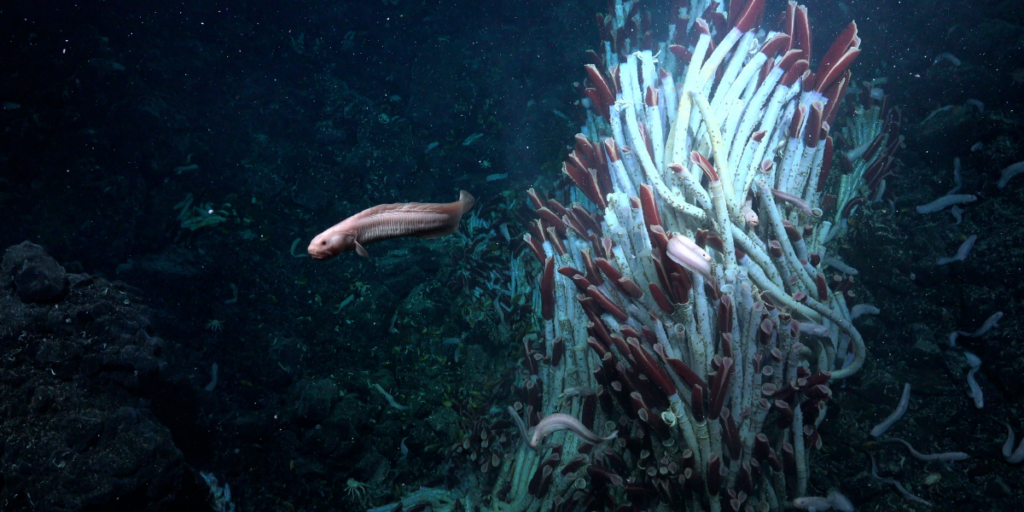  Uma enguia a passar ao lado de uma torre de vermes tubícolas 
Fonte: Schmidt Ocean Institute 