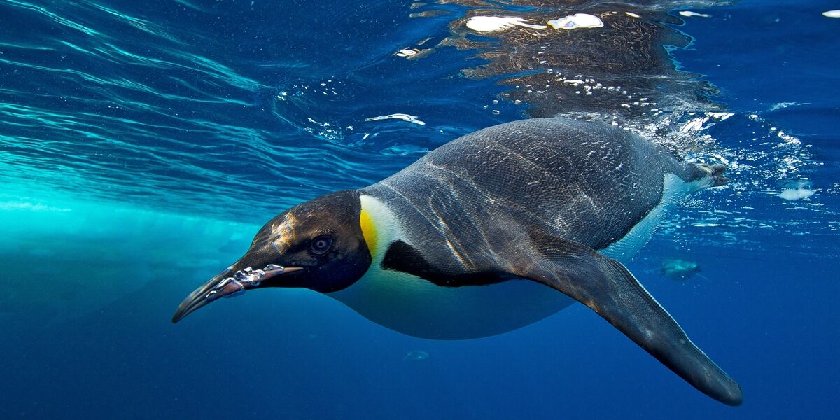 Pinguins: a elegância em extinção