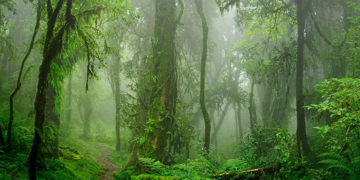 A importância das Plantas na Biodiversidade