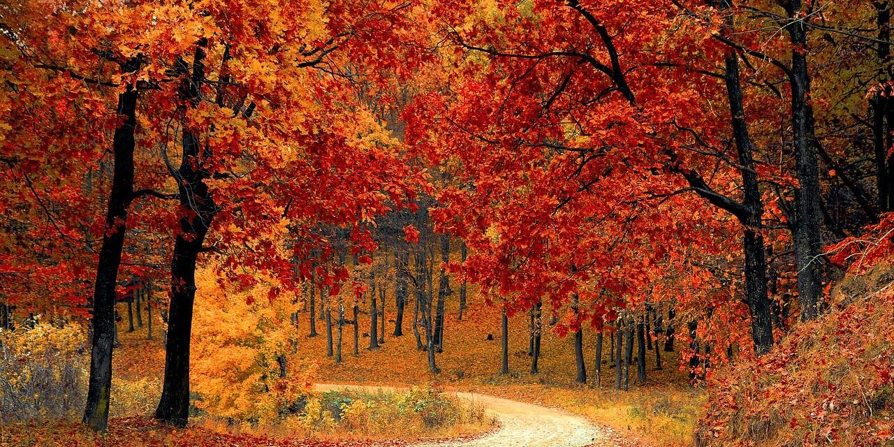 Músicas que cheiram a outono